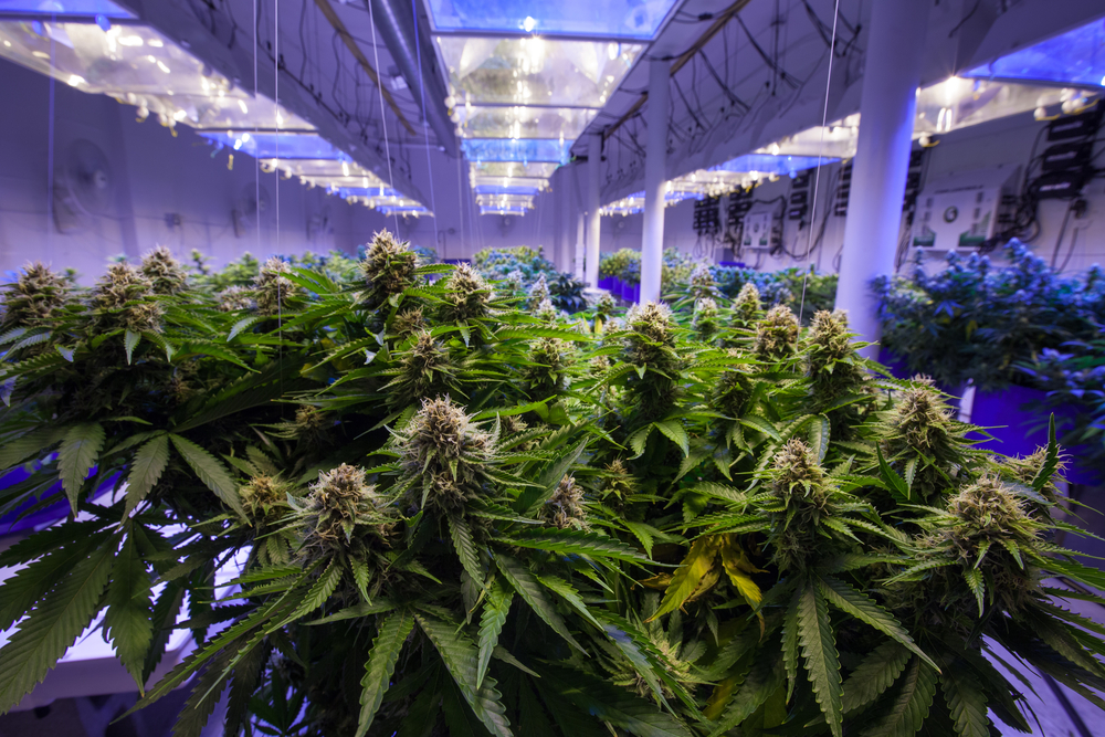 室内种植场地的大麻植株