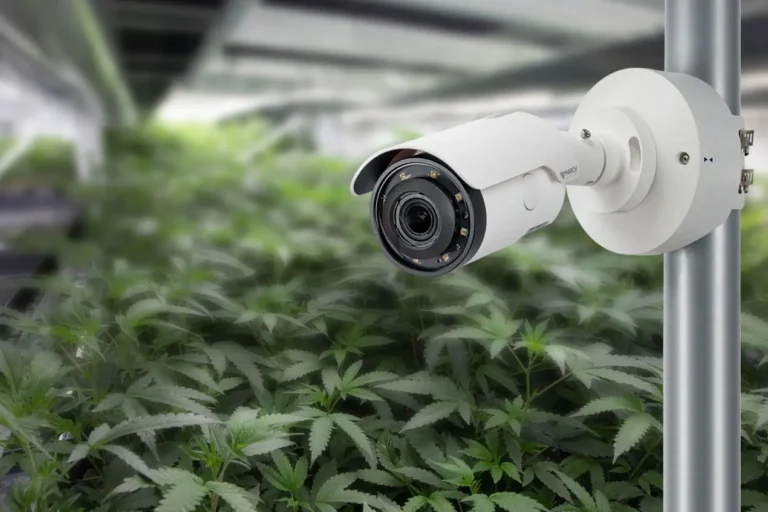 监控大麻种植区域的安防摄像头